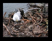 This seagull was raising her chicks alongside the ferry berth